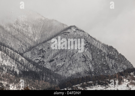 Trees growing on snowy mountainside Stock Photo