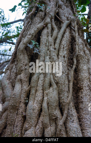 Mass of ivy stems growing on tree trunk Stock Photo