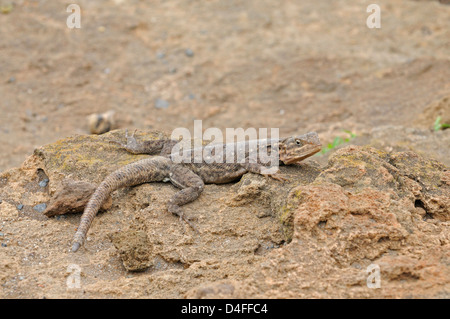 Female Red-headed Rock Agama (Agama agama) in Lake Nakuru national park Stock Photo