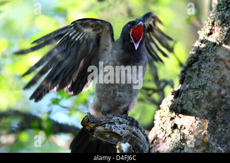 (dpa file) The file picture dated 02 July 2007 displays a hooded crow (lat.: Corvus corone cornix) near Tromsoe, Norway. Photo: Hinrich Baesemann Stock Photo