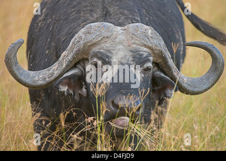 Head shot of an African buffalo Cape buffalo (Syncerus caffer) in Masai Mara Stock Photo