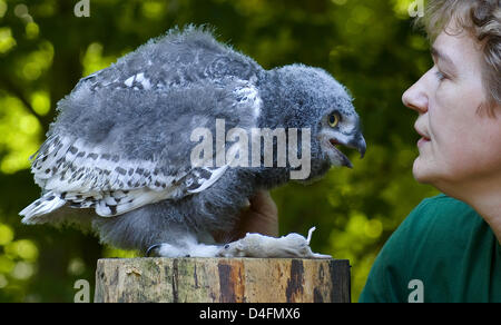 Keeper Kerstin Windschueg feeds a five week old Snowy Owl with a dead mouse at the zoo in Eberswalde, Germany, 14 August 2008. The chick had been rejected by its mother and needs up to 10 mice per day. Snowy Owls usually live in the tundra. Photo: PATRICK PLEUL Stock Photo