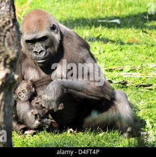 The keeper nuzzles with eight-weeks-old gorilla baby 'Mary Two' at