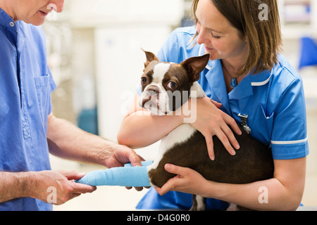 Veterinarians bandaging dog's leg in vet's surgery Stock Photo
