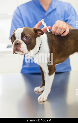 Veterinarian giving dog injection in vet's surgery Stock Photo