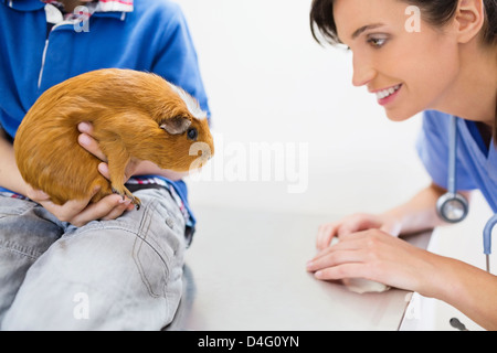 Veterinarian and owner examining guinea pig in vet's surgery Stock Photo