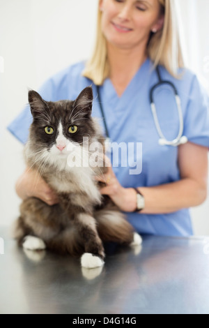 Veterinarian examining cat in vet's surgery Stock Photo