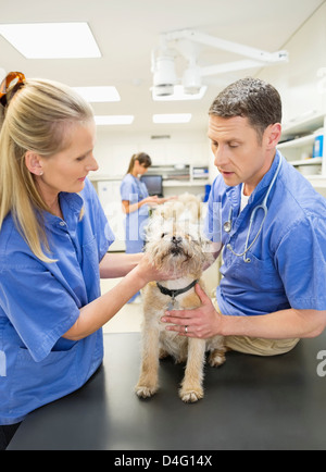 Veterinarians examining dog in vet's surgery Stock Photo