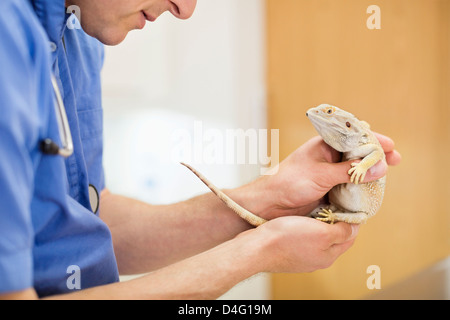 Veterinarian examining lizard in vet's surgery Stock Photo