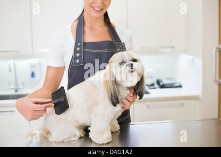 Groomer working on dog in office Stock Photo