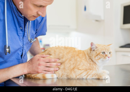 Veterinarian examining cat in vet’s surgery Stock Photo