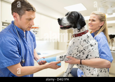 Veterinarian examining cat in vet’s surgery Stock Photo