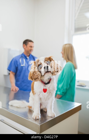 Dog sitting on table in vet's surgery Stock Photo