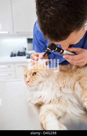 Veterinarian examining cat in vet's surgery Stock Photo
