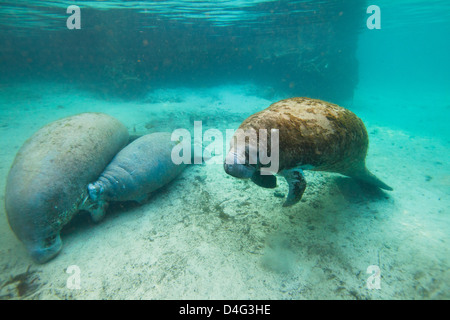 Mother and Baby West Indian Manatee or Trichechidae floating in tropical blue water in Crystal River Florida with a 3rd swimming Stock Photo