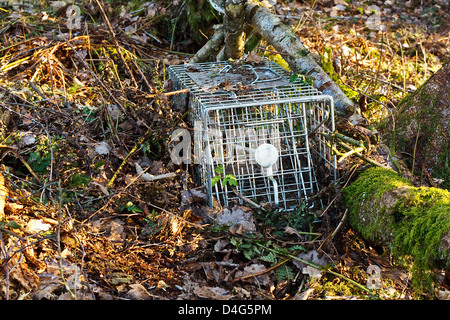 non lethal or humane steel animal trap used to catch small mammals for tagging or relocation Stock Photo