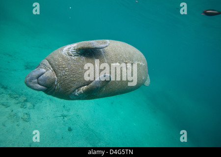 West Indian Manatee or Trichechidae floating in tropical blue water in Crystal River Stock Photo