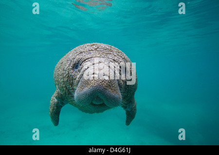 Close Up of a West Indian Manatee or Trichechidae floating in tropical blue water in Crystal River Florida Stock Photo