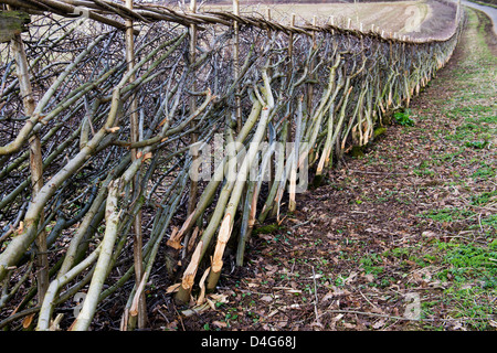 Traditional laid hedgerow in the English countryside Stock Photo