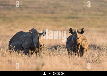 Black rhinos (Diceros bicornis), Lewa Wildlife Conservancy, Laikipia, Kenya, Africa, September 2012 Stock Photo