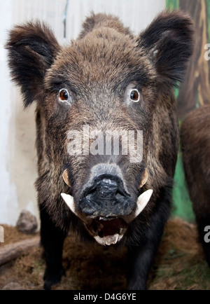 wild boar staring funny at the camera in a museum Stock Photo