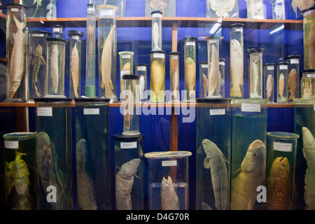 Preserved fish in jars at a museum in Romania Stock Photo