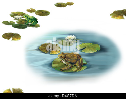 Forgs sitting on a lilly leaves in a puddle Stock Photo