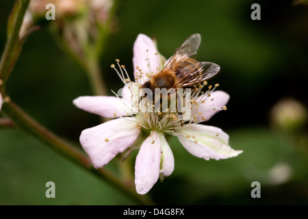 honey bee collects flower nectar, closeup of blackberry flower Stock Photo
