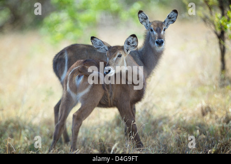 Young waterbuck  Kobus ellipsiprymnus  Saadani National Park Africa Stock Photo