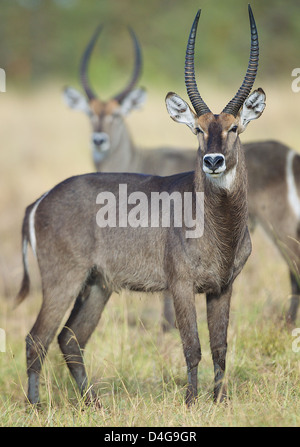 Male waterbuck  Kobus ellipsiprymnus  Saadani National Park  Tanzania Africa Stock Photo