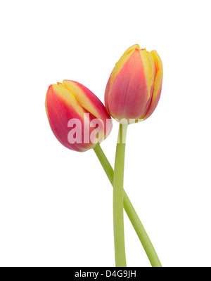 Two beautiful tulips isolated on white Stock Photo