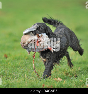spaniel carrying shot pigeon Stock Photo