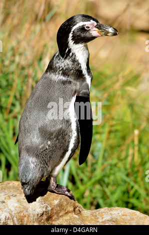 Closeup Humboldt penguin (Spheniscus humboldti) standing on a rock Stock Photo