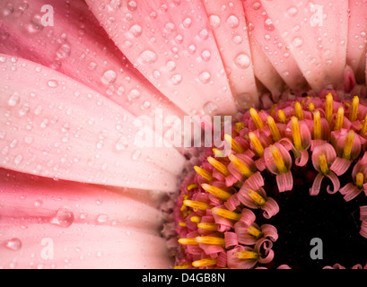 Red daisy macro with water droplets on the petals Stock Photo