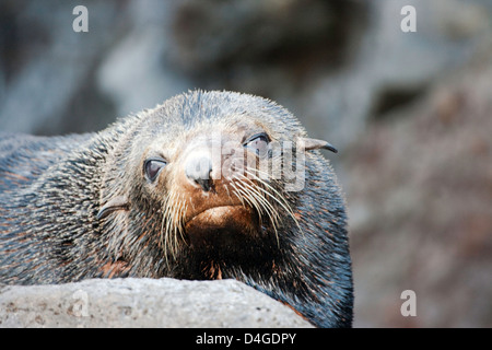 This young Guadalupe Fur Seal, Arctocephalus townsendi, was photographed on Guadalupe Island, Mexico. Stock Photo