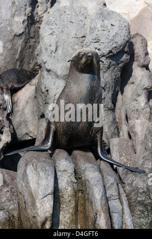This young Guadalupe Fur Seal, Arctocephalus townsendi, was photographed on the rocky coastline of Guadalupe Island, Mexico. Stock Photo