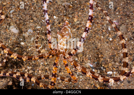 Mimic octopus, Thaumoctopus mimicus, Philippines. Stock Photo