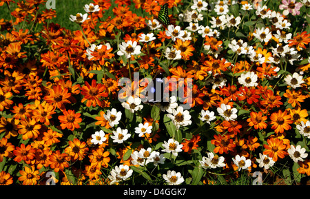 Butterflies on flowers at Garden .Butterfly Garden View at Bangalore, India Stock Photo