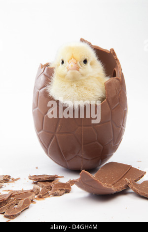 One chick in a chocolate Easter egg Stock Photo