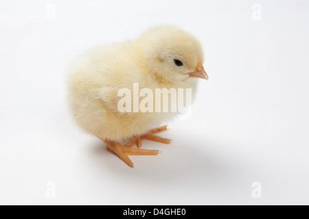 One chick standing Stock Photo