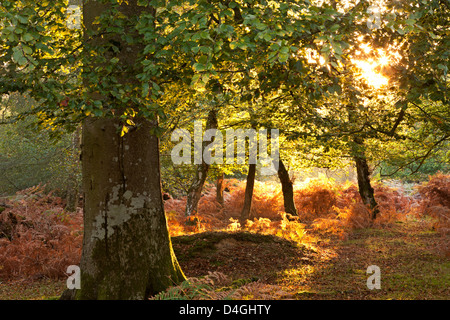 Early morning sunlight illuminates an autumnal deciduous woodland in the New Forest National Park, Hampshire, England. Stock Photo