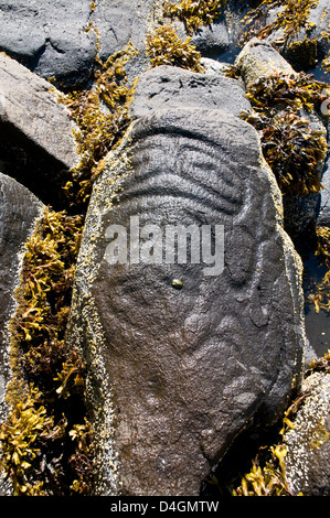 An ancient prehistoric petroglyph carved by indigenous First Nation people in the Great Bear Rainforest, central coast, British Columbia, Canada. Stock Photo