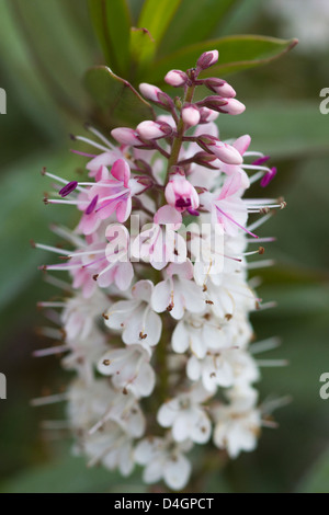 A flowering plant of Hebe Nicola's Blush showing the pale pink flowers ...