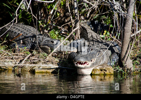 American alligators, Alligator mississippiensis, on a river bank in Everglades National Park, Florida. Stock Photo