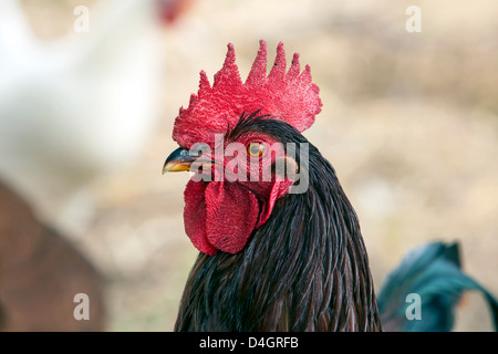 Rooster Rhode Island Red chicken. Chickens free range in home grown farm flock. Fresh eggs and meat from a small flock. Stock Photo