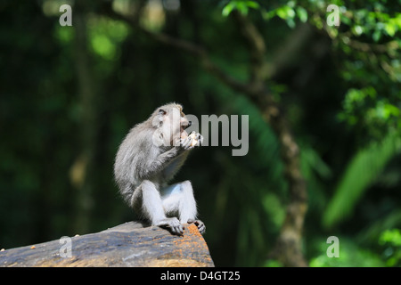 Crab-eating macaque eating a fruit in Ubud Monkey forest sanctuary in Bali, Indonesia Stock Photo