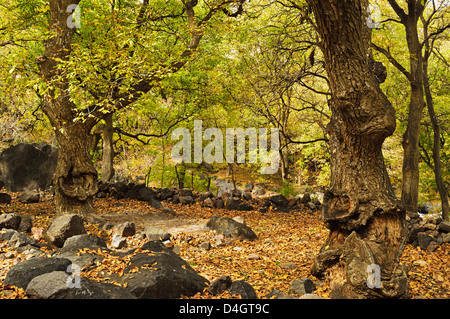 Forest near Imlil village, Toubkal mountains, High Atlas, Morocco, North Africa Stock Photo