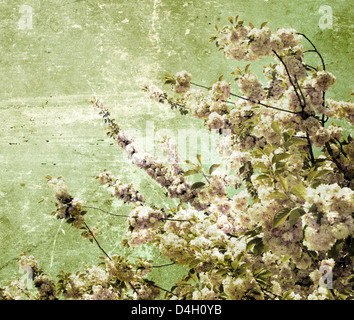 Close up of the grunge spring cherry flowers Stock Photo