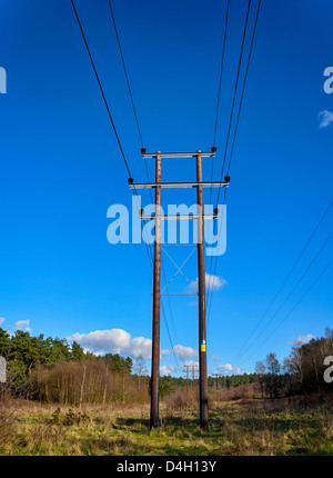 Telegraph poles through a forest clearing. Stock Photo