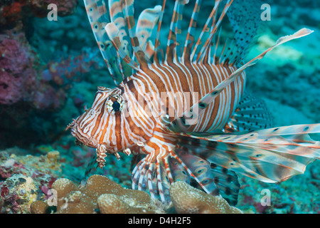 Scorpionfish (common lionfish) (Pterois miles), Southern Thailand, Andaman Sea, Indian Ocean Stock Photo